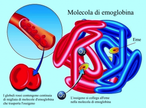 Emoglobina bassa