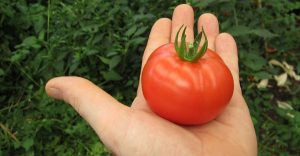 come coltivare pomodori