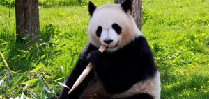 Sapete che il Panda simbolo della Cina