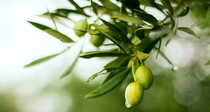 Le olive e i loro innumerevoli benefici