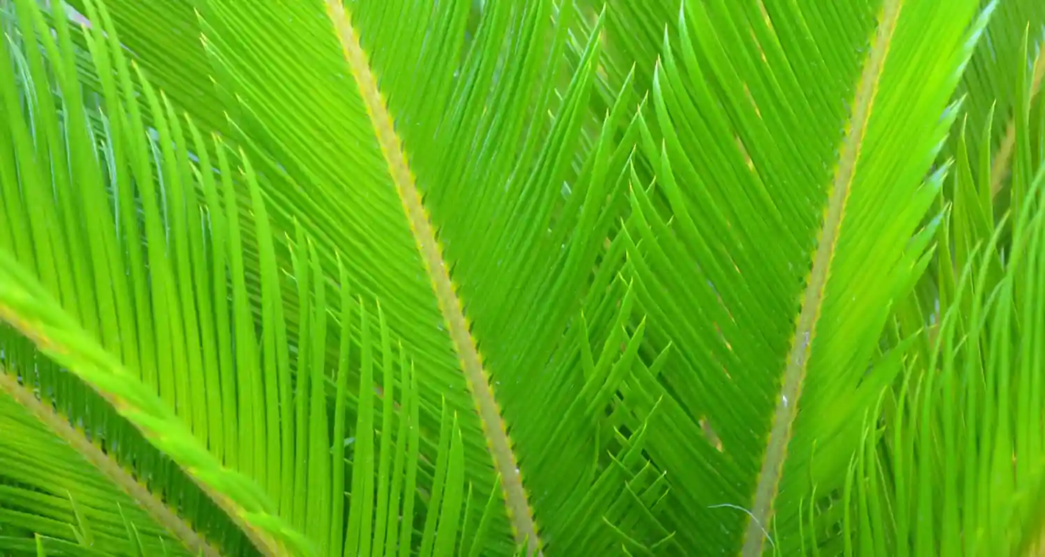 Come stimare il prezzo di una Cycas